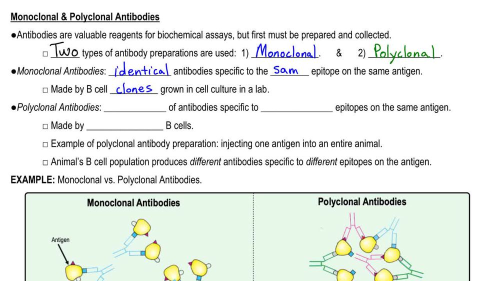 Antibody