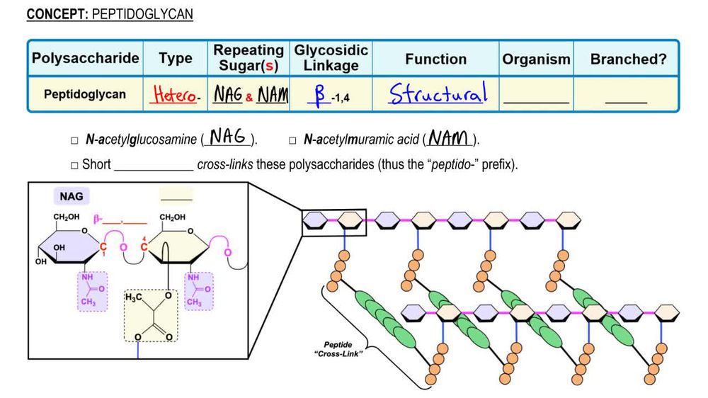 Peptidoglycan