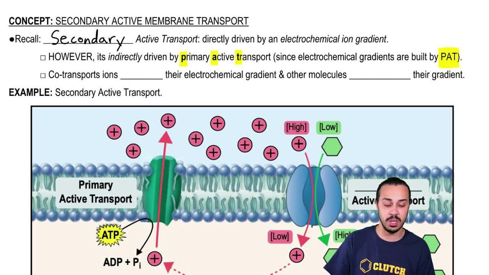 Secondary Active Membrane Transport