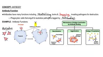 Antibody