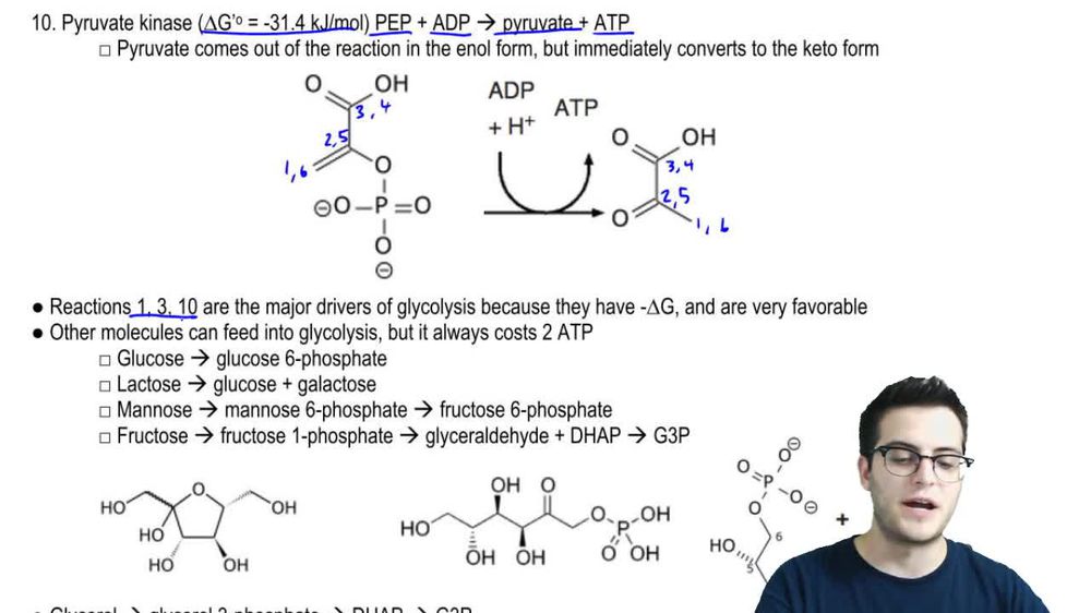 Glycolysis 4