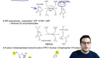 Gluconeogenesis 2