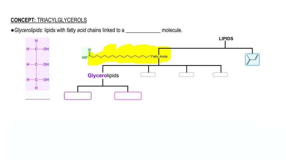 Triacylglycerols