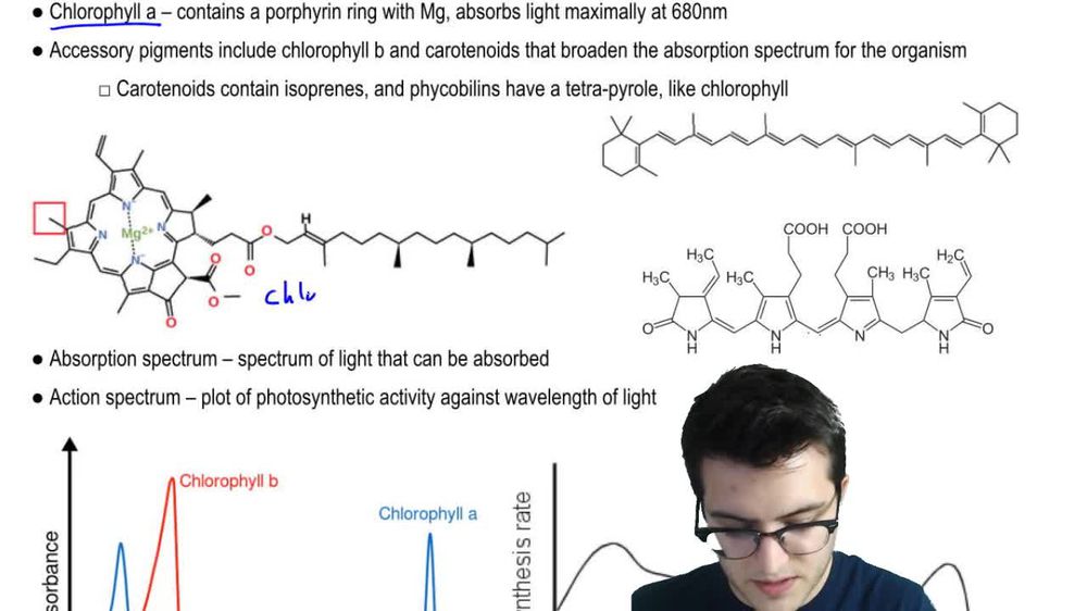 Photophosphorylation 1