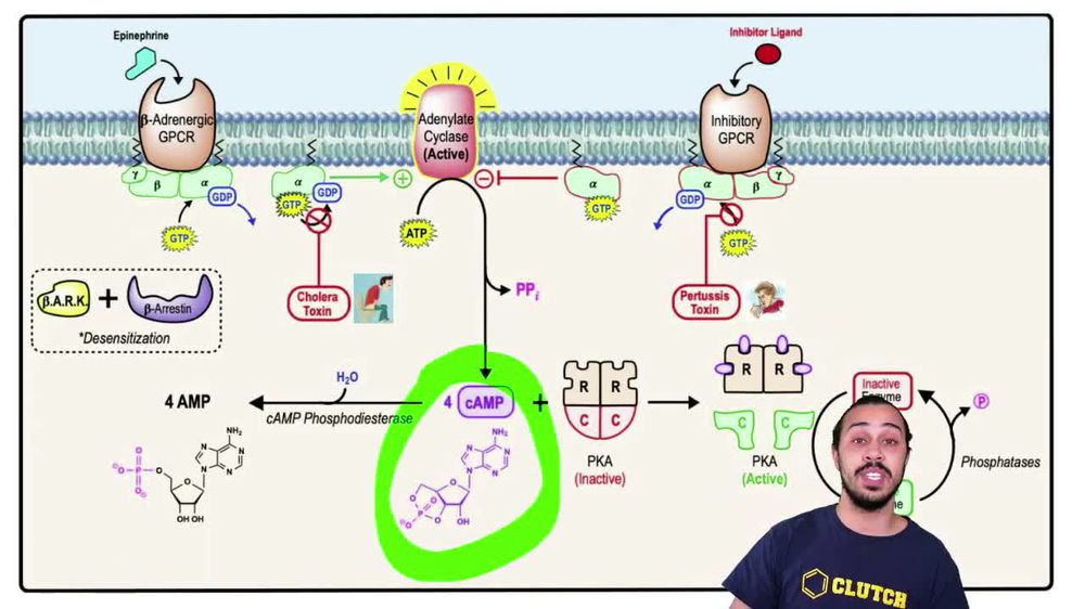 Recap of Adenylate Cyclase GPCR Signaling