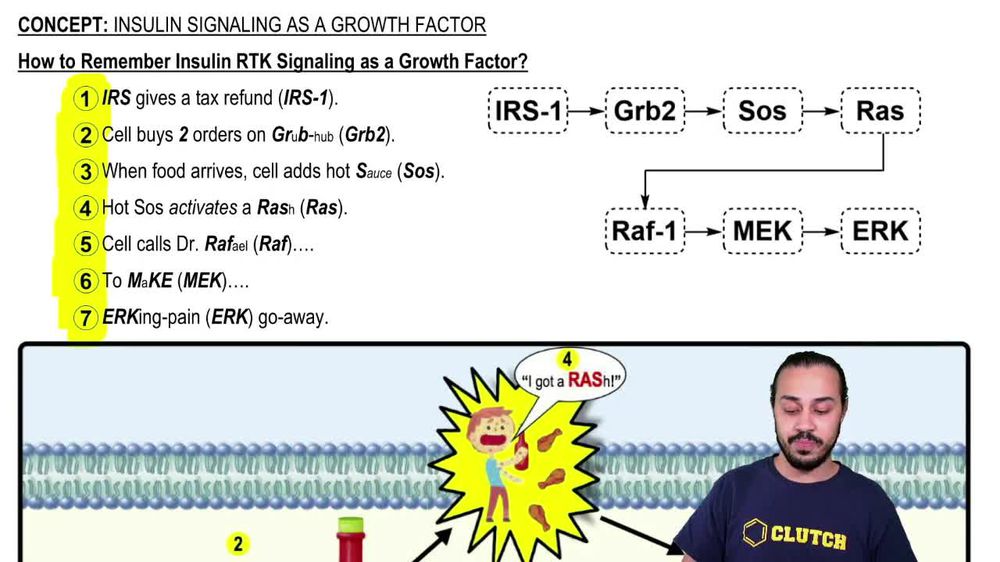Insulin Signaling as a Growth Factor
