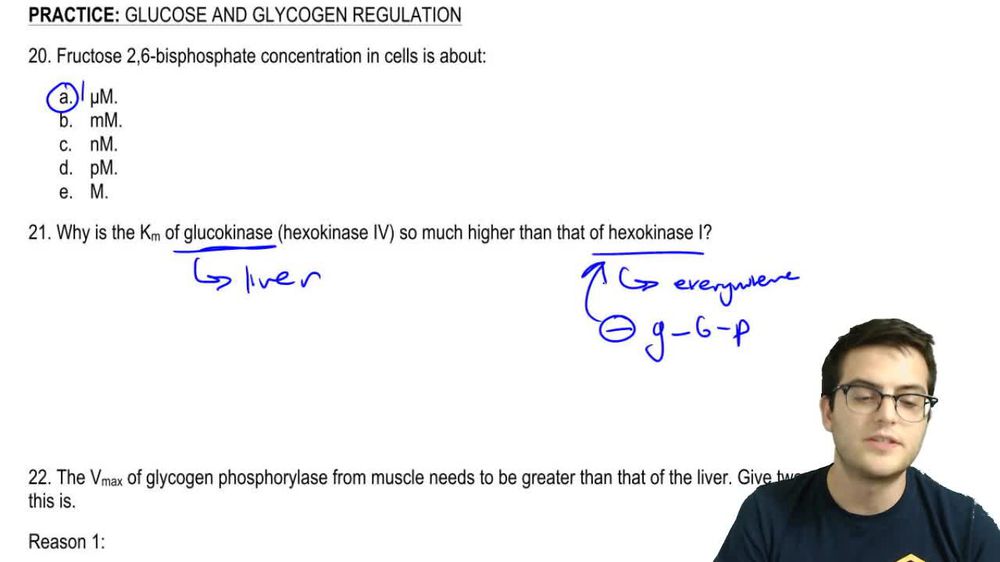 Glucose and Glycogen Regulation Practice 2