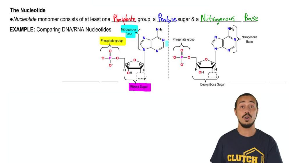 The Nucleotide