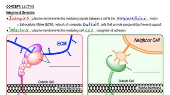 Lectins