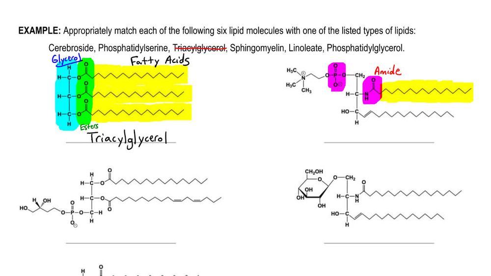 Sphingolipid Recap Example 1