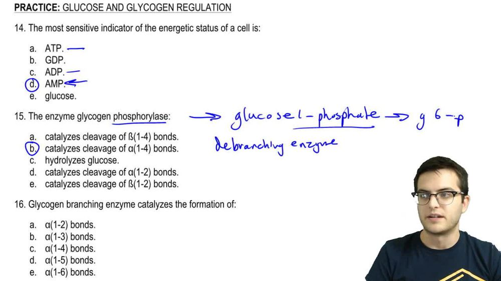 Glucose and Glycogen Regulation Practice 1