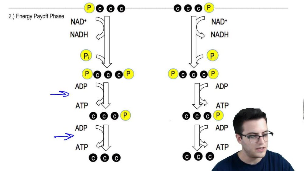 Glycolysis 1