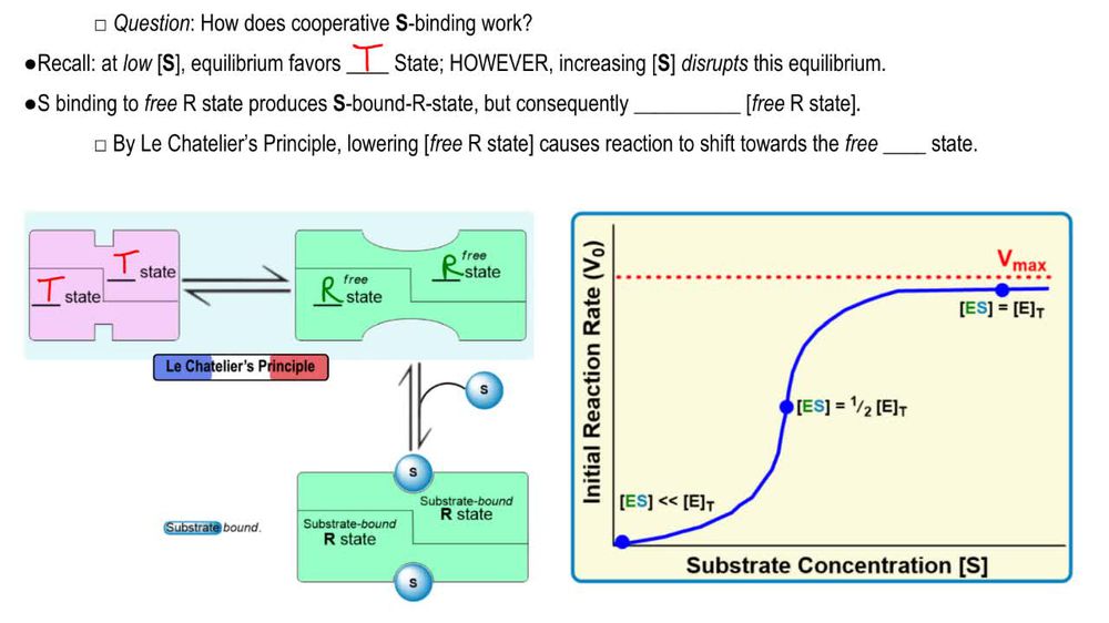 Allosteric Enzyme Conformations
