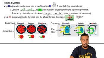 Results of Osmosis