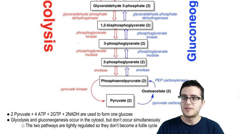 Practice - Gluconeogenesis
