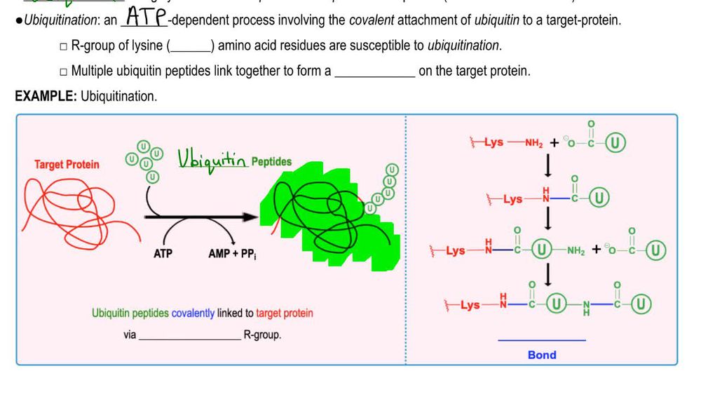Ubiquitination
