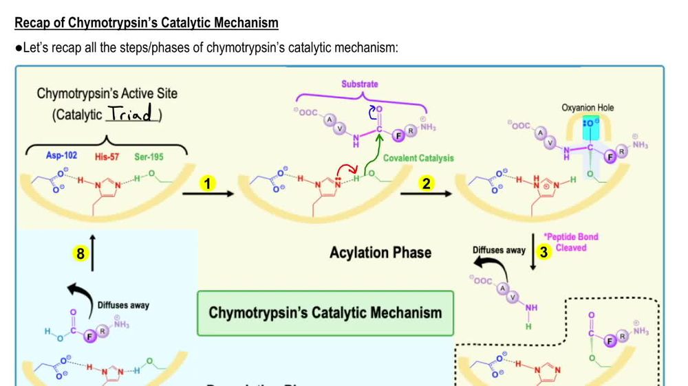 Chymotrypsin's Catalytic Mechanism