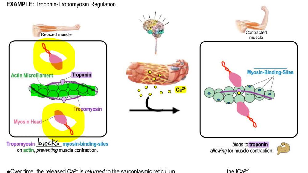 Skeletal Muscle Contraction
