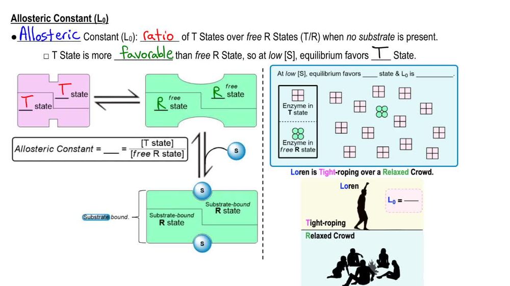 Allosteric Enzyme Conformations