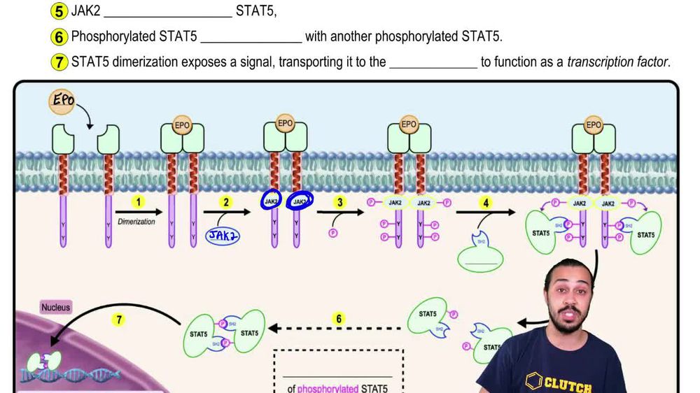 Jak-Stat Signaling