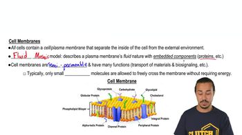 Cell Membranes