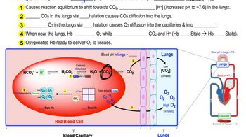 Hemoglobin Binding in Lungs & Tissues