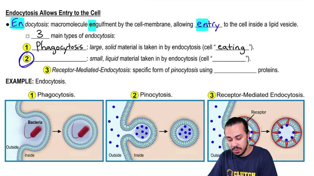Endocytosis & Exocytosis