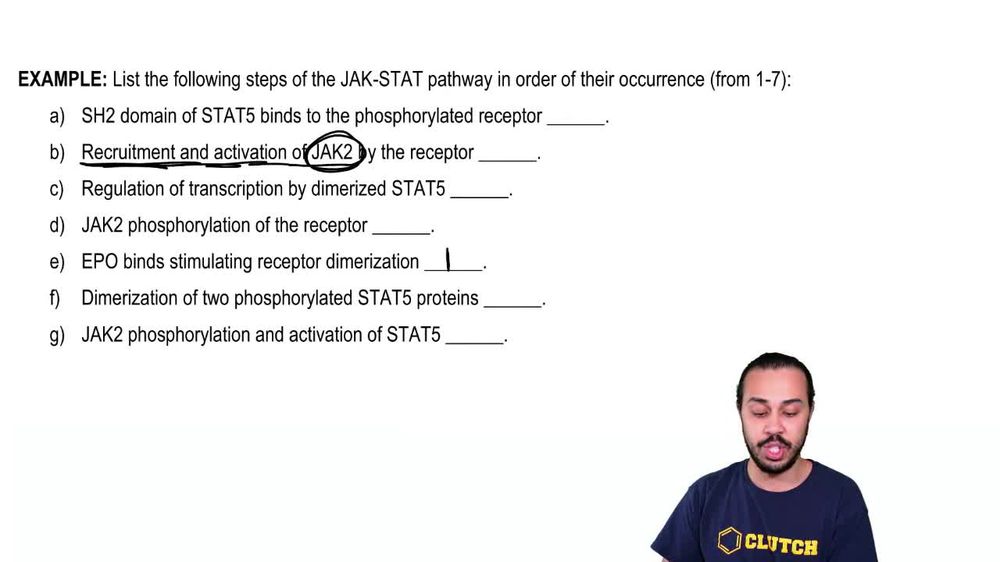 Jak-Stat Signaling Example 1