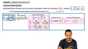 Lineweaver-Burk Plot