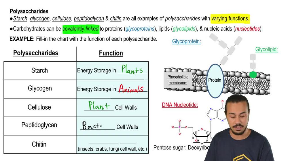 Polysaccharides