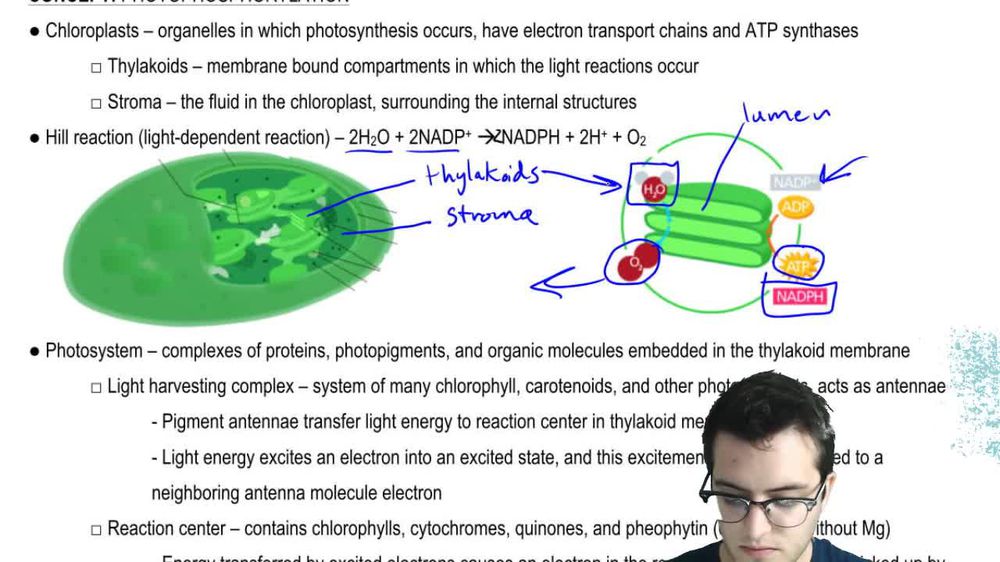 Photophosphorylation 2