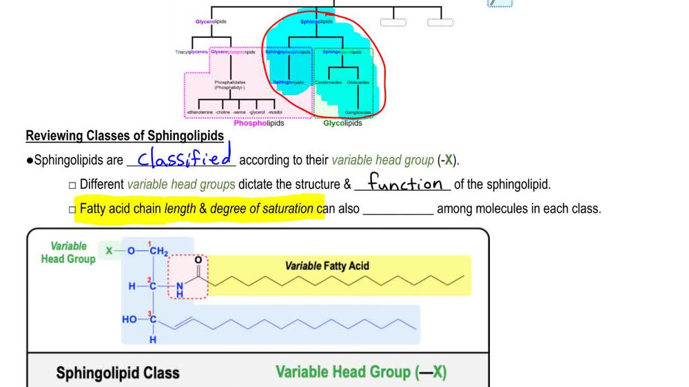 Sphingolipid Recap