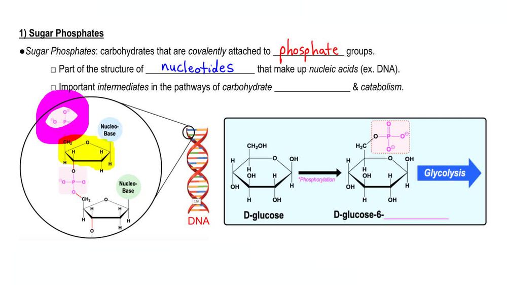 Derivatives of Monosaccharides 