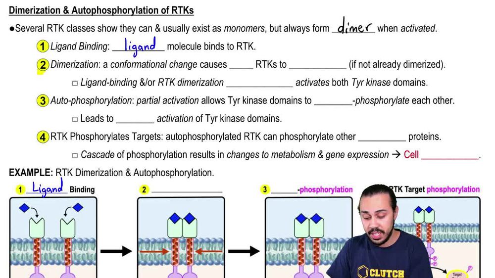 Receptor Tyrosine Kinases