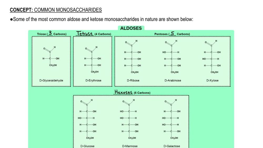 Common Monosaccharides