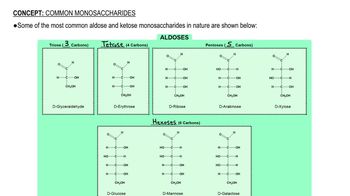 Common Monosaccharides
