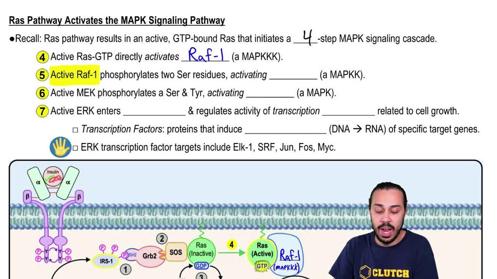 Insulin Signaling as a Growth Factor