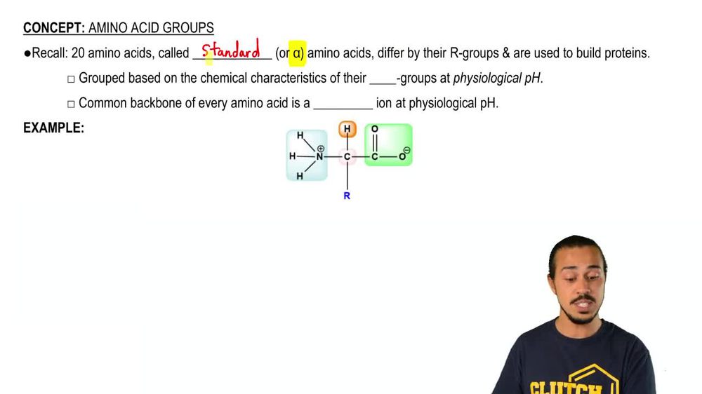 Amino Acid Groups