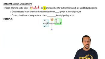 Amino Acid Groups