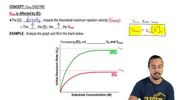  Vmax Enzyme 