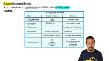 Simple Vs Conjugated Proteins