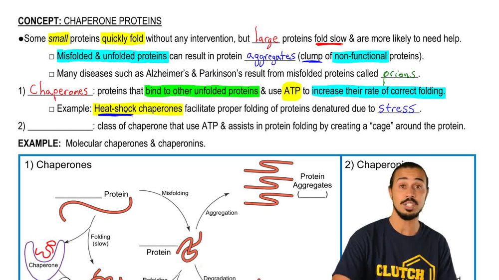 Chaperone Proteins