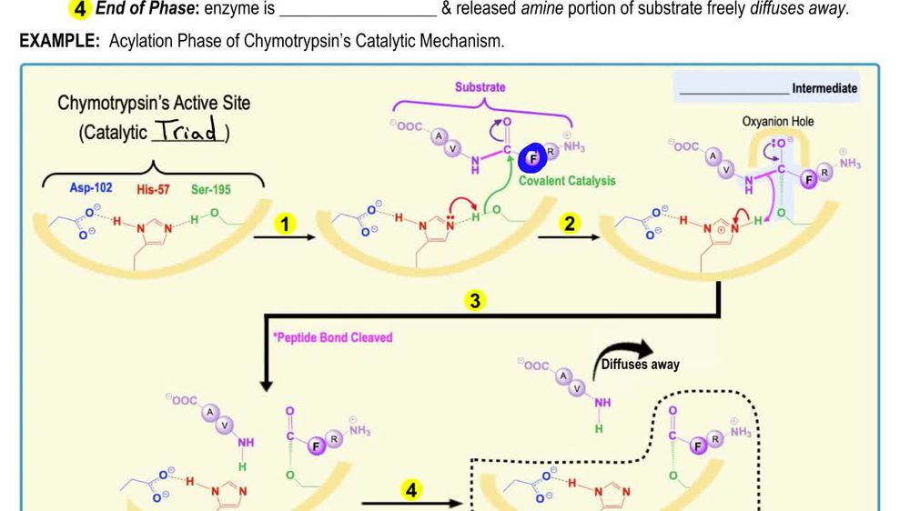 Chymotrypsin's Catalytic Mechanism