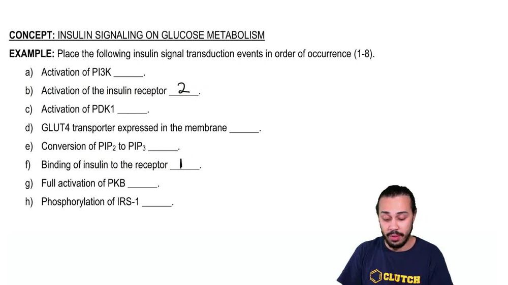 Insulin Signaling on Glucose Metabolism Example 2