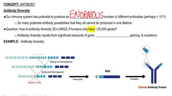 Antibody