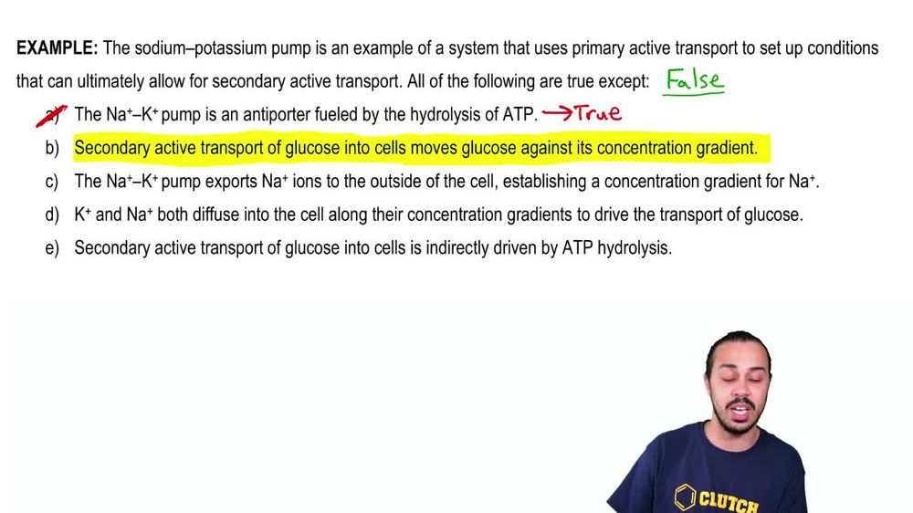 Secondary Active Membrane Transport Example 1