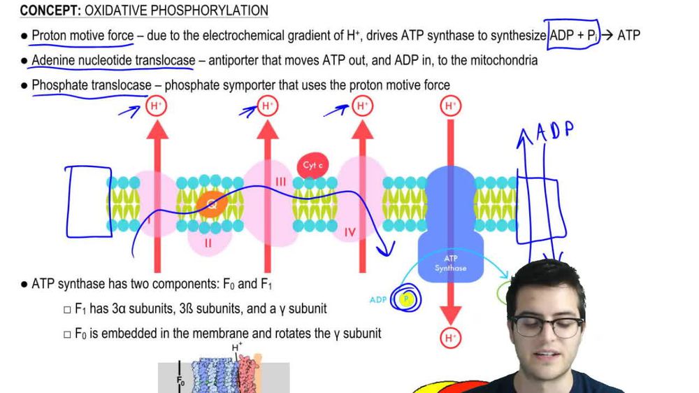 Oxidative Phosphorylation 4