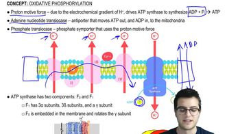 Oxidative Phosphorylation 4