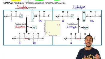 Peptide Bond