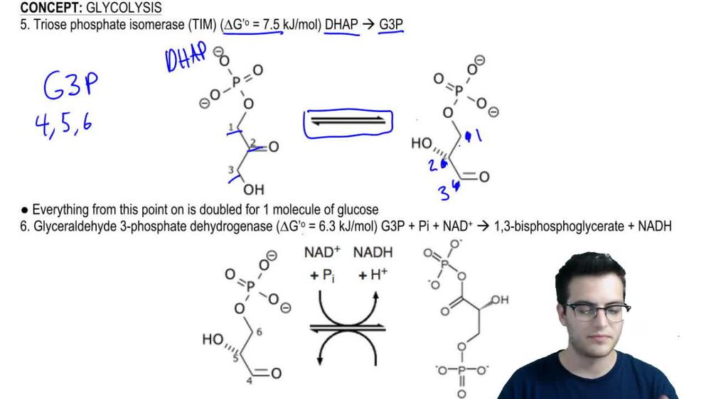 Glycolysis 3